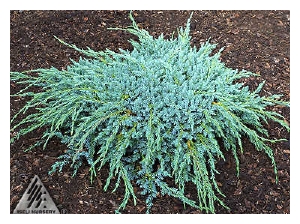 JUNIPERUS squamata 'Blue Carpet'